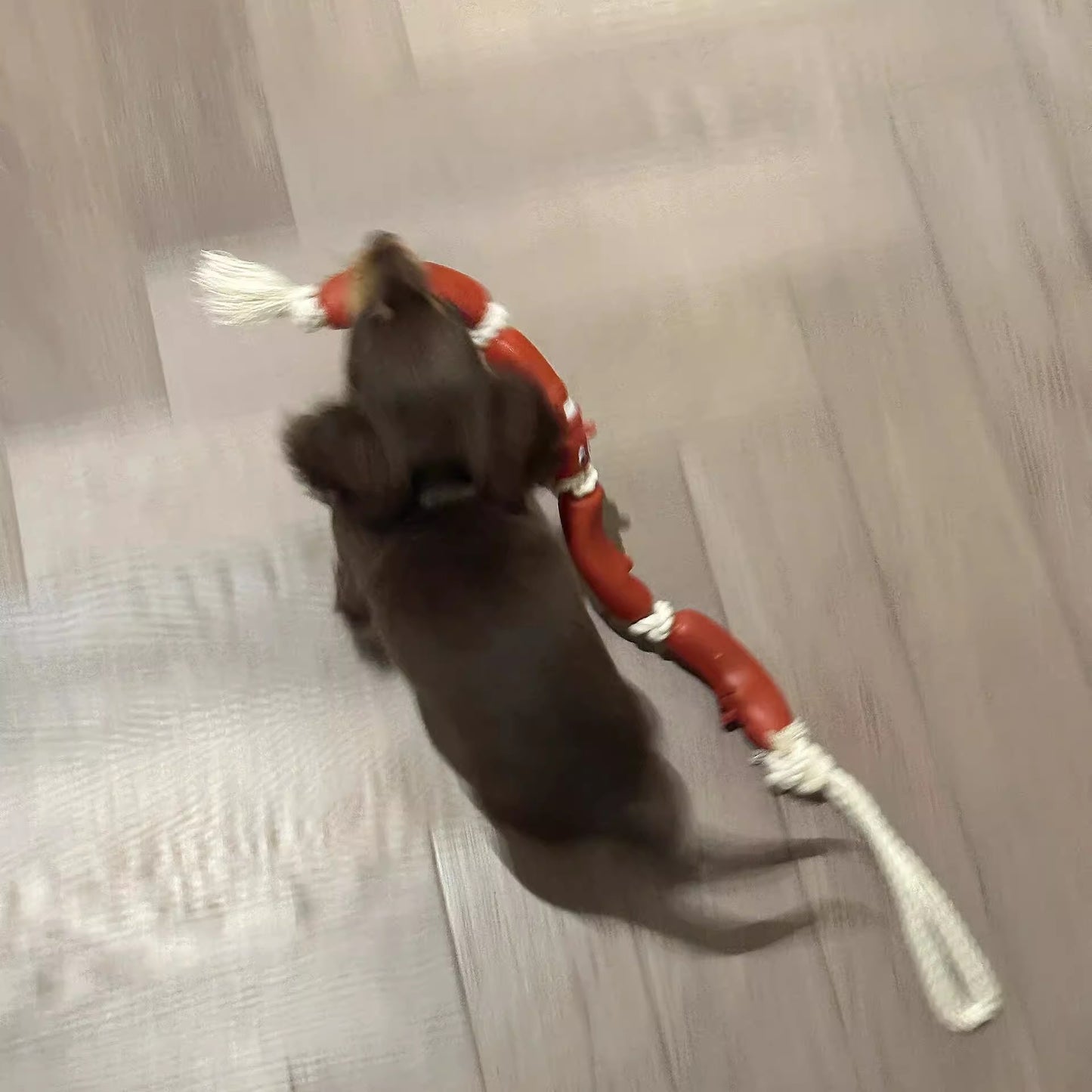 犬がロープと大量のソーセージを手に持っている