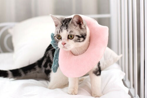 猫用エリザベスカラー、手術後の傷口保護、回復用ソフトレモン型猫用回復首輪、調節可能、子猫と子犬に