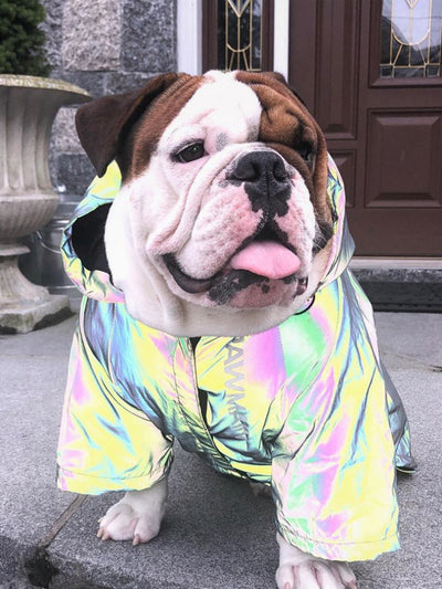 マイクロクリスタル反射犬服