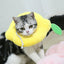 猫用エリザベスカラー、手術後の傷口保護、回復用ソフトレモン型猫用回復首輪、調節可能、子猫と子犬に