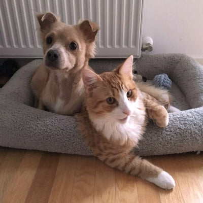 通気性のある犬用マット