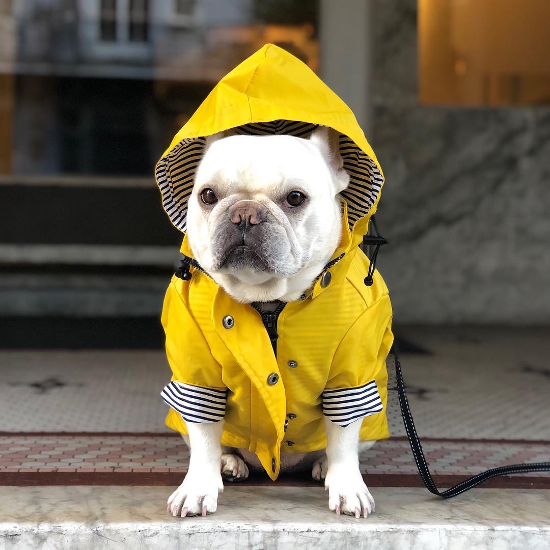 犬用レインコート ペット服 ドッグウェア 雨具