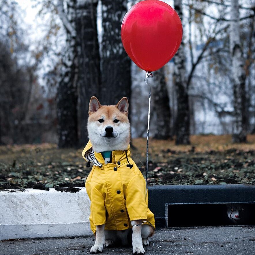 犬用レインコート ペット服 ドッグウェア 雨具