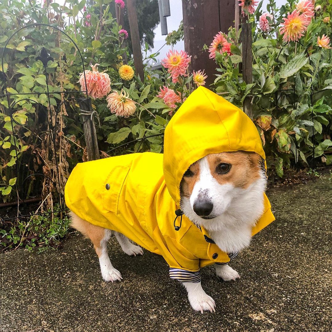犬用レインコート ペット服 ドッグウェア 雨具
