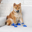 犬の散歩用シューズ