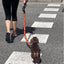 犬がロープと大量のソーセージを手に持っている
