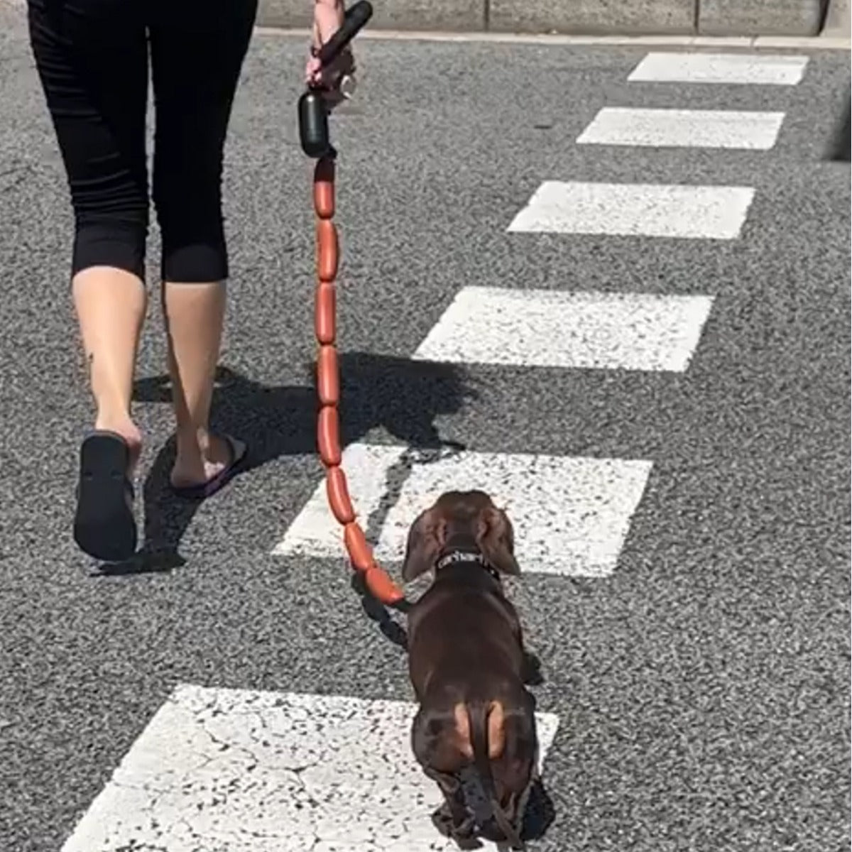 犬がロープと大量のソーセージを手に持っている