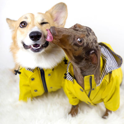 犬用レインコート ペット服 ドッグウェア 雨具