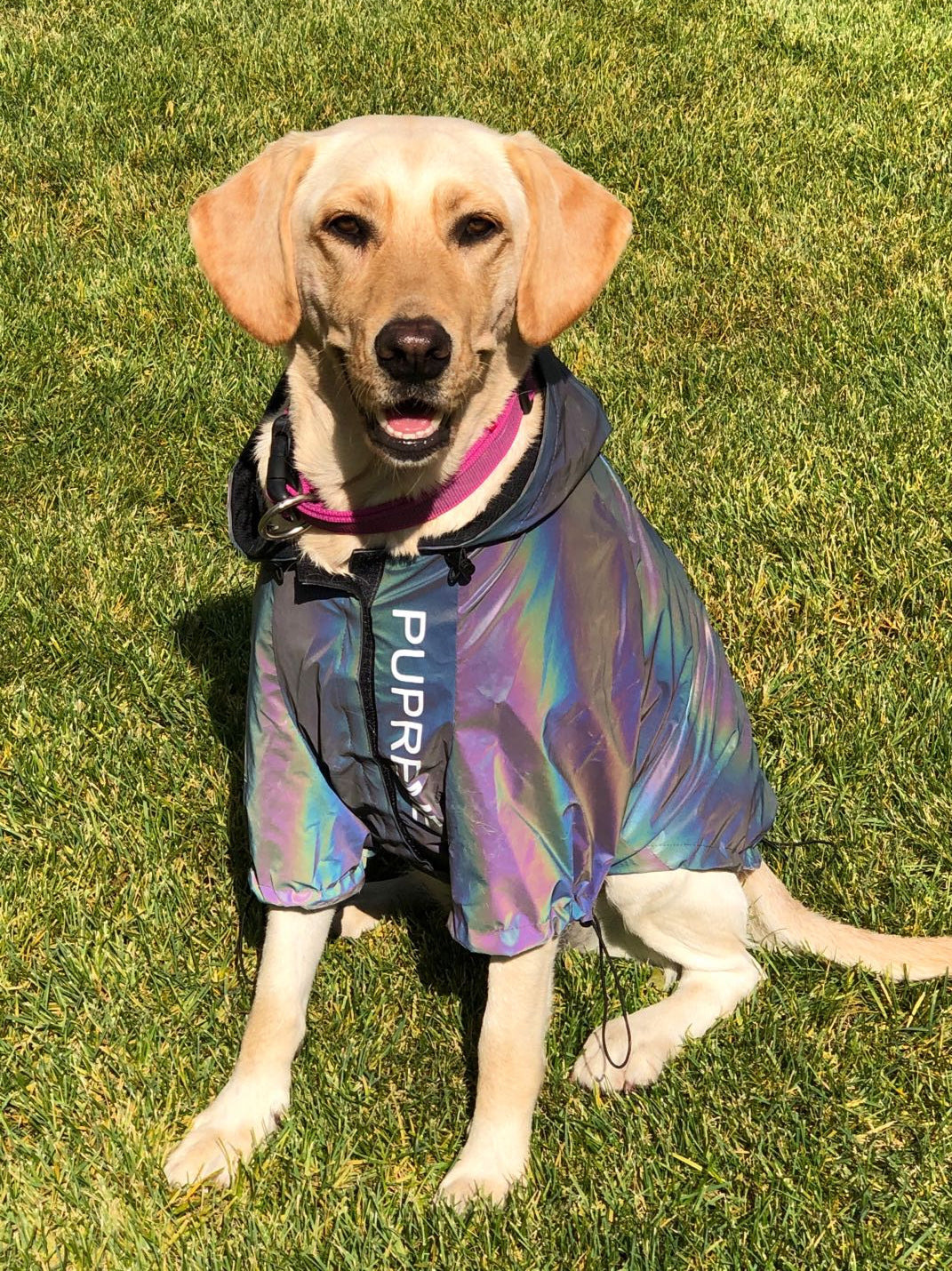 マイクロクリスタル反射犬服