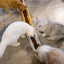ペットボウル ドッグフード ウォーターフィーダー 漏れ防止 猫犬用フードフィーダー 複数子猫・子犬用ペット用品 ホットセラー