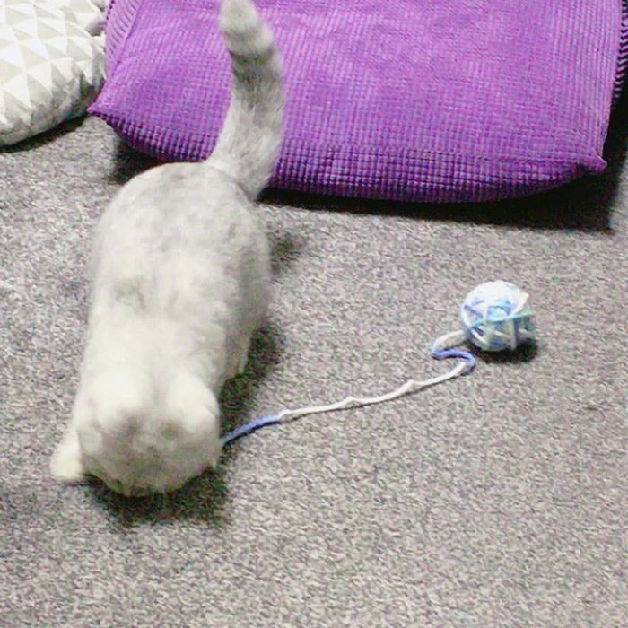 毛糸玉 猫のおもちゃ 面白い猫の棒