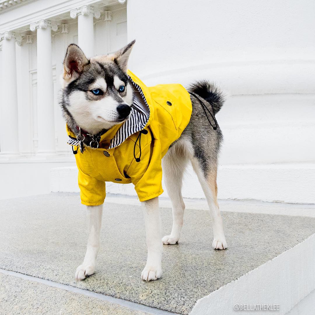 犬用レインコート ペット服 ドッグウェア 雨具