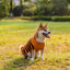 ハロウィン 犬用セーター ペットコスチューム テディ ウォームレジャーセーター コスプレ服 犬 猫用