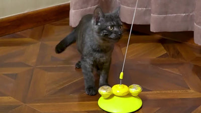 猫じゃらしおもちゃボール