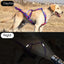 犬ぞり胸当てリード