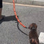 犬がロープと大量のソーセージを手に持っている