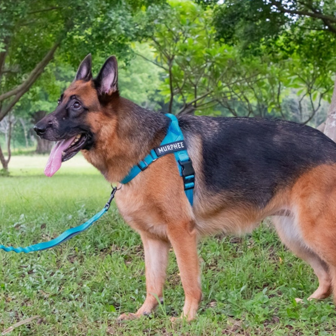 着脱簡単 軽量犬用胴輪手持ちロープ