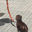 犬がロープと大量のソーセージを手に持っている
