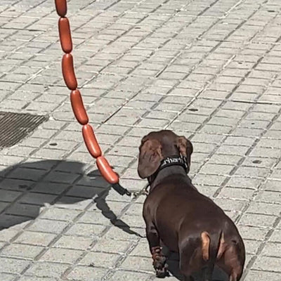 犬がロープと大量のソーセージを手に持っている