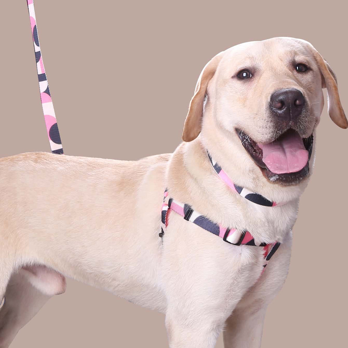 手持ちロープお出かけ犬用リード首輪3点セット